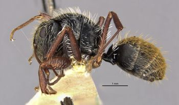 Media type: image;   Entomology 22419 Aspect: habitus lateral view